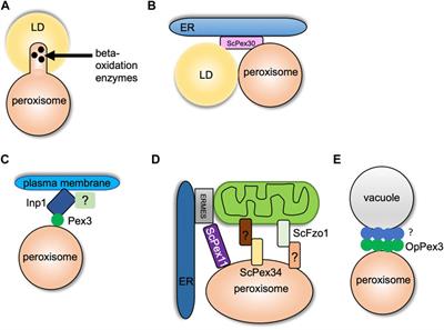 Peroxisomal Membrane Contact Sites in Yeasts